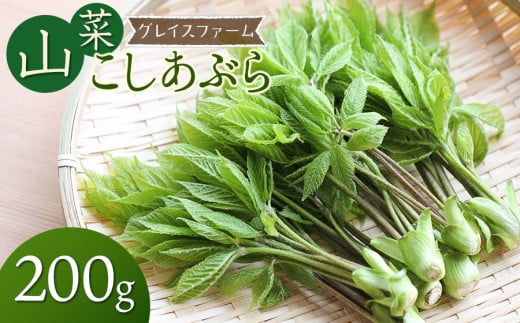 【令和7年発送】山菜　コシアブラ　200g　グレイスファーム