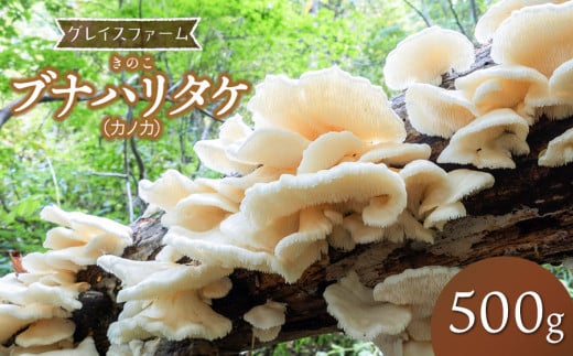 【令和7年発送】きのこ　ブナハリタケ（カノカ）　500g　グレイスファーム 2020065 - 山形県鶴岡市