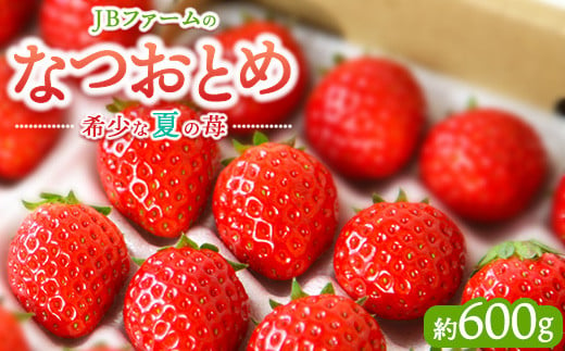 【先行予約】【産地直送】JBファームのなつおとめ（約600g） ｜ 栃木県宇都宮市 いちご イチゴ 苺 なつおとめ ※2025年6月上旬～2026年1月下旬頃に順次発送予定
