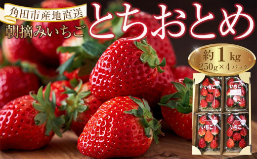 いちご とちおとめ 1kg ( 250g × 4パック ) 苺 イチゴ 果物 くだもの フルーツ 先行予約 ご当地 お取り寄せ 産地直送 朝摘み 人気 おすすめ 宮城
