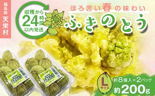 収穫から24時間以内に発送！ほろ苦い春の味わい「ふきのとう」Lサイズ200g（約16個） F21T-348