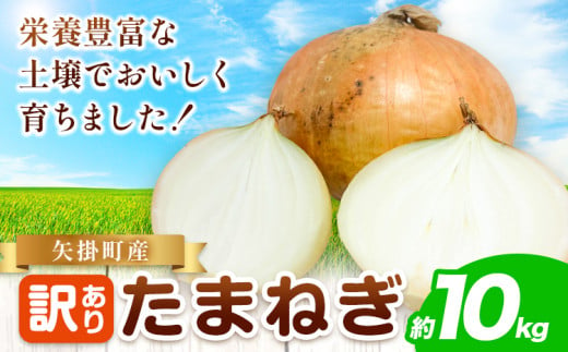 玉ねぎ 矢掛町産 訳あり 玉ねぎ 約10kg  《5月末～7月中旬頃に出荷予定》 約 10kg 野菜 岡山県 矢掛町 たまねぎ 大きさ不揃い 訳ありたまねぎ