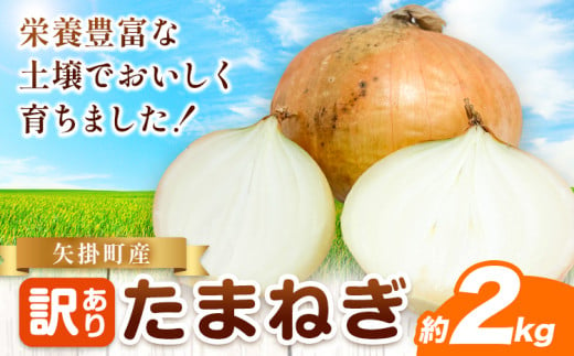 玉ねぎ 矢掛町産 訳あり 玉ねぎ 約2kg《5月末～7月中旬頃に出荷予定》 約 2kg 野菜 岡山県 矢掛町 五千円以下 たまねぎ 大きさ不揃い 訳ありたまねぎ