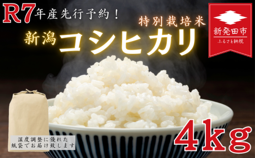 【先行予約】令和7年産 特別栽培米コシヒカリ 4kg 特栽米 コシヒカリ 精米 白米 ご飯 減農薬 新潟県産コシヒカリ 新発田産 新潟コシヒカリ 米 お米 こめ アグリフルキャス湖南 新潟県 新発田市 afk001 2020107 - 新潟県新発田市