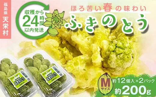 収穫から24時間以内に発送！ほろ苦い春の味わい「ふきのとう」Mサイズ200g（約24個） F21T-350