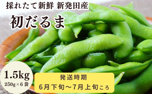 初夏を先取り極早生枝豆！ 初だるま  1.5kg 【 数量限定 極早生 枝豆 茶豆 新潟産 ビール つまみ  初だるま 1.5kg seida017  】 2020568 - 新潟県新発田市