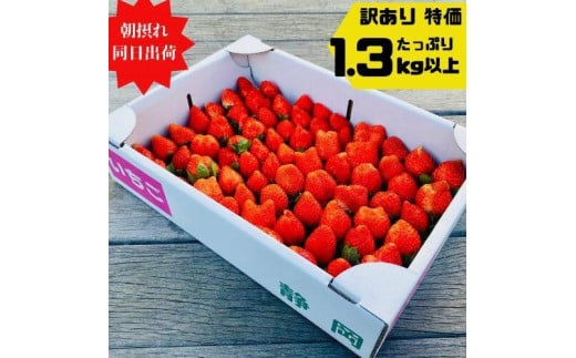 【先行予約】《限定3月発送》  朝採り同日出荷 イチゴ　御前崎産かおり野　訳あり徳用 1.3kg