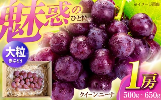 ぶどう(クイーンニーナ) 1房(約500g~650g)【五反田農園】 [OBW001]