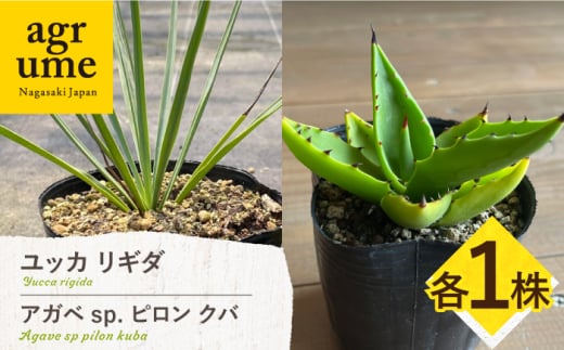 ユッカ リギダ & アガベ sp. ピロン クバ 各1株 Yucca rigida & Agave sp pilon kuba 長与町/アグリューム 