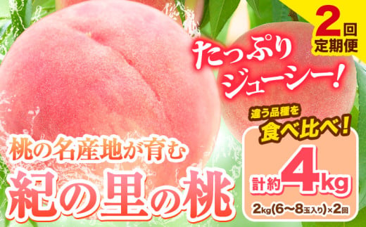 桃 和歌山県産 紀の里の桃【2回定期便】約2kg×2回 定期《2025年6月中旬-8月中旬頃出荷》 2025年 先行予約 紀の里の桃 白鳳 日川白鳳 なつっこ 清水白桃 川中島白桃 八旗白桃 和歌山 もも