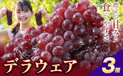 【先行予約】デラウェア ぶどう 3房 フルーツ 果物《2025年6月中旬-7月上旬頃出荷》和歌山県 岩出市 送料無料 一大産地 青果 お取り寄せフルーツ デラウエア ブドウ 