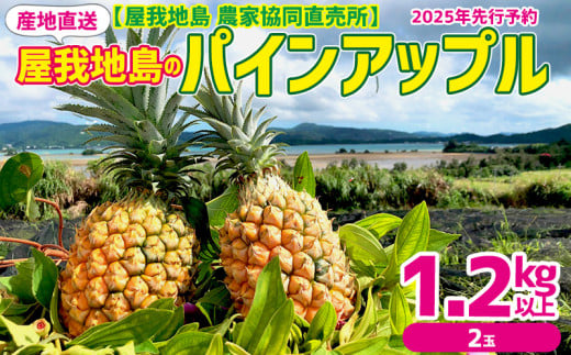 2025年先行予約【屋我地島　農家協同直売所】　産地直送　屋我地島のパインアップル1.2kg以上（2玉） 沖縄 おきなわ 国産 県産 フルーツ 厳選 こだわり 果物 くだもの パイン お取り寄せ トロピカルフルーツ 南国フルーツ 食物 ぱいん やんばる 名護市 なご トロピカル 南国