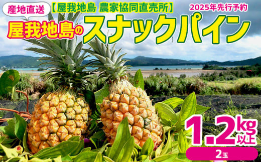 2025年先行予約【屋我地島　農家協同直売所】　産地直送　屋我地島のスナックパイン1.2kg以上（2玉） 沖縄 おきなわ 国産 県産 フルーツ 厳選 こだわり 果物 くだもの パイン お取り寄せ ふるさと納税 送料無料 南国フルーツ ぱいん 名護市 なご 食べ物 やんばる トロピカル