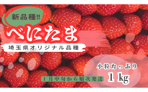 [新品種べにたま]朝採れ!いちごべにたま1kg どらちゃん農園 人気 あまりん 小粒たっぷり 希少国産 埼玉県 川島町産 完熟いちご 期間限定