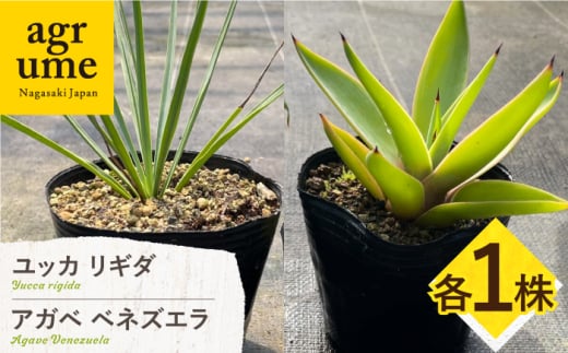 ユッカ リギダ & アガベ ベネズエラ 各1株 Yucca rigida & Agave desmettiana 長与町/アグリューム 