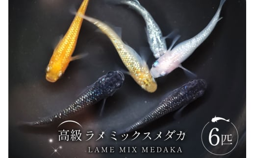 メダカ 高級ラメミックスメダカ 6匹 ／ メダカ めだか 生体 medaka アクアリウム 販売 ミックスメダカ 熱帯魚 メダカ生体 高級  ひので屋 山梨県 中央市