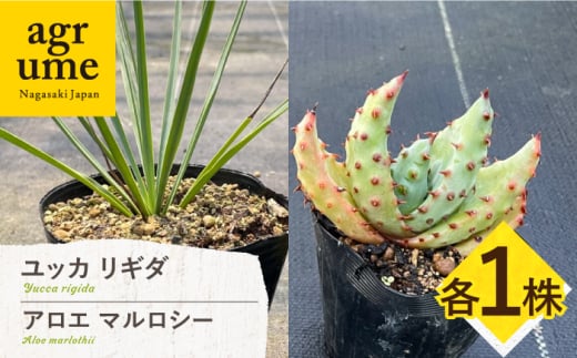 ユッカ リギダ & アロエ マルロシー 各1株 長与町/アグリューム Yucca rigida & Aloe marlothii 長与町/アグリューム 