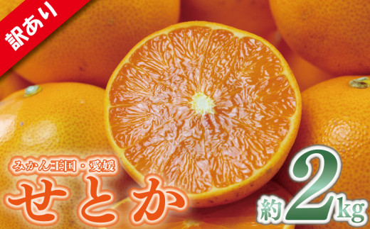 訳あり せとか 約2㎏  愛媛みかん 家庭用 せとか セトカ みかん ミカン 蜜柑 mikan 高級柑橘 果物 くだもの フルーツ デザート 果実 青果 国産 産地直送 愛媛県 松山市 1217405 - 愛媛県松山市