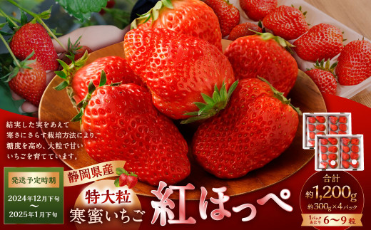 寒蜜いちご 紅ほっぺ 特大粒 4パック（約300g×4パック） 【2025年12月下旬-2026年1月下旬発送予定】【配送不可：北海道・沖縄・離島】 ｜いちご 苺 紅ほっぺ 果物 くだもの フルーツ 菊川市 