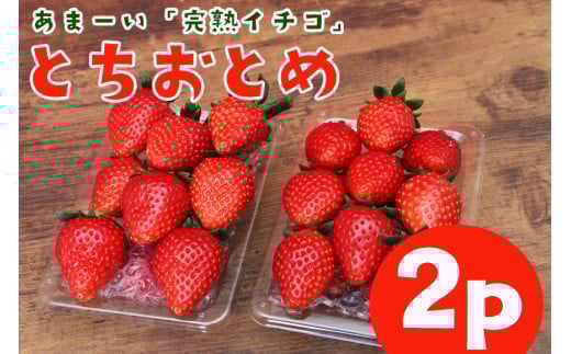 完熟いちご 「 とちおとめ 」2p  計 540g 完熟 いちご とちおとめ 2パック 甘い 高糖度 苺 春 旬 フルーツ 果物 デザート ギフト 贈答用 国産 朝採れ 新鮮 産地直送 茨城県 石岡市 (A31-003)