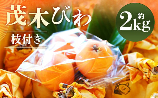 【数量限定】 長崎 茂木びわ（枝付き） 赤秀 計約2kg 【2025年5月上旬～2025年5月下旬迄発送予定】 びわ 枇杷 ビワ 果物 くだもの フルーツ 長崎県 長崎市