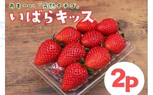 完熟いちご 「 いばらキッス 」2p  計 540g 完熟 いちご 2パック 甘い 高糖度 春 苺 旬 フルーツ 果物 デザート ギフト 贈答用 国産 朝採れ 新鮮 産地直送 茨城県 石岡市 (A31-005)