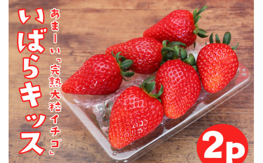 完熟大粒いちご 「 いばらキッス 」2p  計 540g 完熟 いちご 2パック 甘い 高糖度 春 苺 旬 フルーツ 果物 デザート ギフト 贈答用 国産 朝採れ 新鮮 産地直送 茨城県 石岡市 (A31-007)