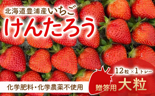 【2025.5月以降順次出荷】贈答用いちご（大粒）　12粒1トレー 【 ふるさと納税 人気 おすすめ ランキング 果物 いちごイチゴ 苺 けんたろう パック 贈答用 北海道 豊浦町 送料無料 】 TYUW005