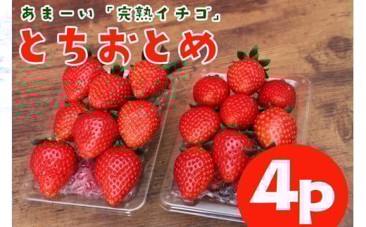 完熟いちご 「 とちおとめ 」4p  1kg 以上 完熟 いちご とちおとめ 4パック 甘い 高糖度 春 苺 旬 フルーツ 果物 デザート ギフト 贈答用 国産 朝採れ 新鮮 産地直送 茨城県 石岡市 (A31-004)
