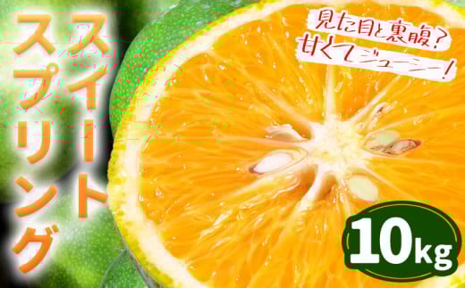 スイートスプリング 10kg 都呂々みかん生産者グループ 箱入り [12月上旬-1月下旬頃出荷] | フルーツ 果物 くだもの 柑橘 みかん ミカン 蜜柑 熊本県 苓北町