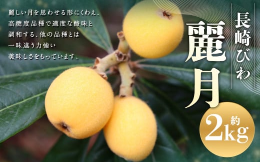 【数量限定】 長崎びわ 麗月 計約2kg 【2025年4月下旬～2025年5月上旬迄発送予定】 びわ 枇杷 ビワ