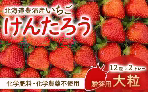【2025.5月以降順次出荷】贈答用いちご（大粒）　12粒2トレー 【 ふるさと納税 人気 おすすめ ランキング 果物 いちごイチゴ 苺 けんたろう パック 贈答用 北海道 豊浦町 送料無料 】 TYUW006