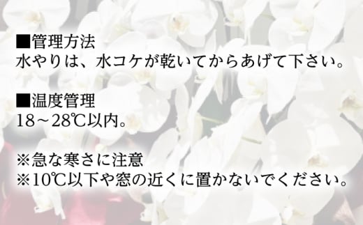 胡蝶蘭