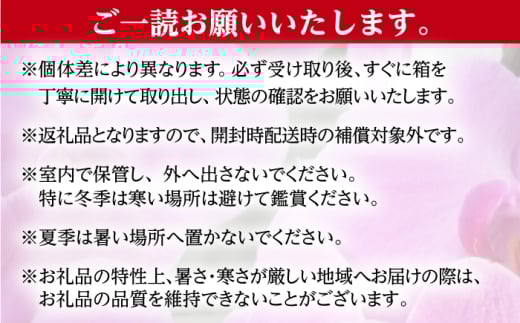胡蝶蘭