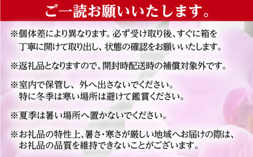 胡蝶蘭