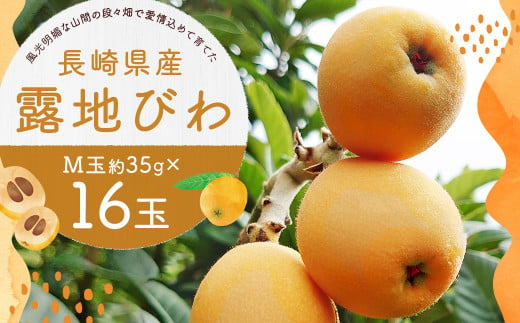 長崎県産 露地びわM 16玉入り 1玉約35g 計約560g びわ ビワ フルーツ 果物 【2025年5月下旬-2025年6月下旬迄発送予定】