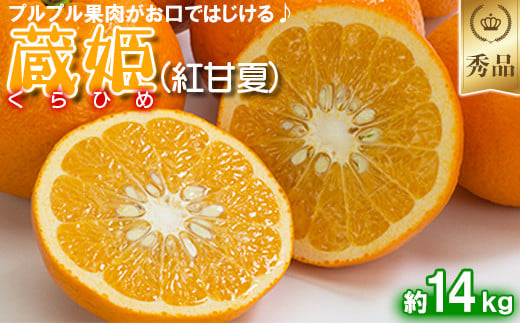 今村農園の蔵姫くらひめ（紅甘夏） 約14kg【秀品】 先行予約 14kg 2025年 3月発送 4月発送 贈答 柑橘類 みかん ミカン フルーツ ＜107-033_6＞ 215431 - 大分県杵築市