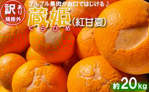 【訳あり・規格外品】今村農園の「蔵姫くらひめ（紅甘夏） 約20kg」 先行予約 20kg 2025年 3月発送 4月発送 わけあり 柑橘類 みかん ミカン フルーツ ＜107-029_7＞ 649059 - 大分県杵築市