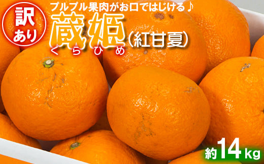 【訳あり・優品】今村農園の「蔵姫くらひめ（紅甘夏） 約14kg」 先行予約 14kg 2025年 3月発送 4月発送 わけあり 柑橘類 みかん ミカン フルーツ ＜107-031_7＞ 227677 - 大分県杵築市
