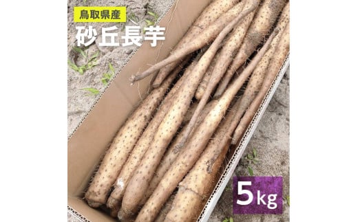 ９８０．【訳あり】砂丘ながいも　5kg程度《検索用ワード:長芋・とりたて・とろろ・ねばり・山芋》