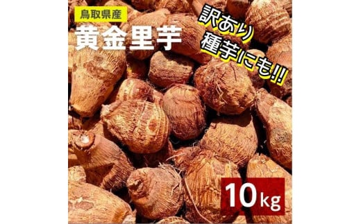 ９７６．【訳あり】黄金里芋　10kg（計３本）《検索用ワード:早生生芋・さといも・サトイモ・山芋》