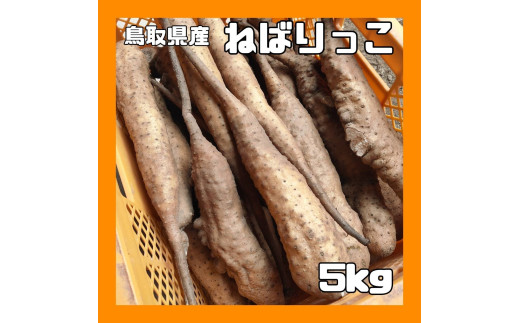 ９８３．【訳あり】ねばりっこ　5kg程度《検索用ワード:長芋・とりたて・とろろ・ねばり・山芋》