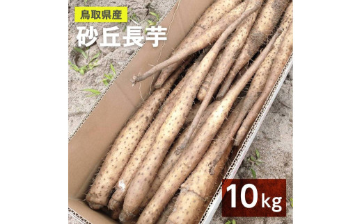 ９７９．【訳あり】砂丘ながいも　10kg程度《検索用ワード:長芋・とりたて・とろろ・ねばり・山芋》