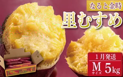 さつまいも 鳴門金時 5kg 2026年1月発送 なると金時 Mサイズ 里むすめ 芋 野菜 スイーツ スイート チップス 棒 箱 詰め 紅 甘い お菓子 金時 大学 種類 生 調理 干し芋 焼き芋 ホクホク ケーキ 産地直送 黄 ふるさと ギフト 年 日 徳島 鳴門 2025762 - 徳島県徳島県庁