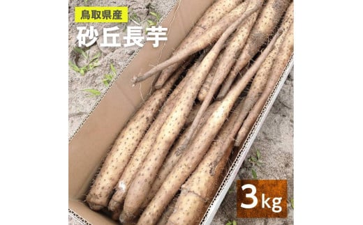 ９８１．【訳あり】砂丘ながいも　3kg程度《検索用ワード:長芋・とりたて・とろろ・ねばり・山芋》