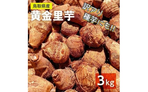 ９７８．【訳あり】黄金里芋　3kg《検索用ワード:早生生芋・さといも・サトイモ・山芋》