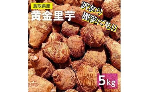 ９７７．【訳あり】黄金里芋　5kg《検索用ワード:早生生芋・さといも・サトイモ・山芋》