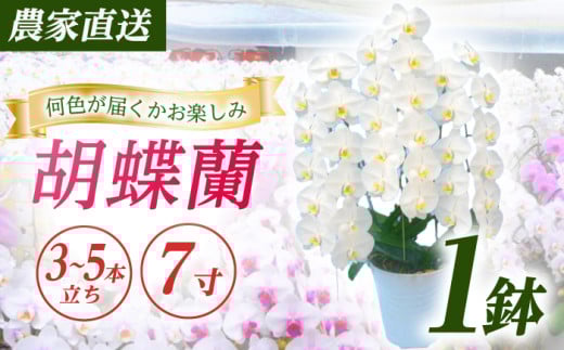 【3〜5本立ち7寸】生産農家直送！ 胡蝶蘭 1鉢【足柄金太郎洋蘭園】開成町 洋蘭 蘭 お花 生花 鉢花 鉢 [BDAB009] 1214511 - 神奈川県開成町