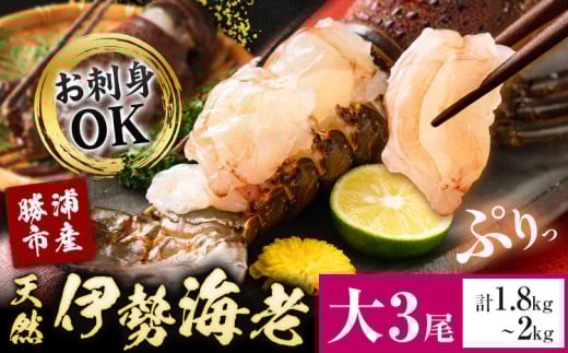 天然伊勢海老 千葉県勝浦産 生冷活〆 大サイズ 500gUP×3尾 計1.8kg 【刺身OK】 贈答 株式会社串浜水産《90日以内に出荷予定(土日祝除く)》千葉県 勝浦市 伊勢海老 海老 えび【配送不可地域あり】(離島)【1498739】 1360884 - 千葉県勝浦市