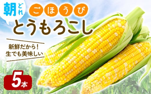 【 予約受付 】 朝どれ トウモロコシ 5本 ごほうびとうもろこし とうもろこし トウキビ 株式会社風の子ファーム 埼玉県 羽生市